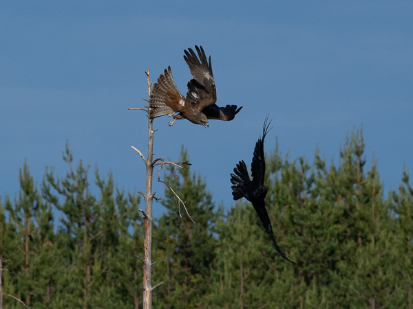 Haarahaukka, Black Kite, Milvus migrans